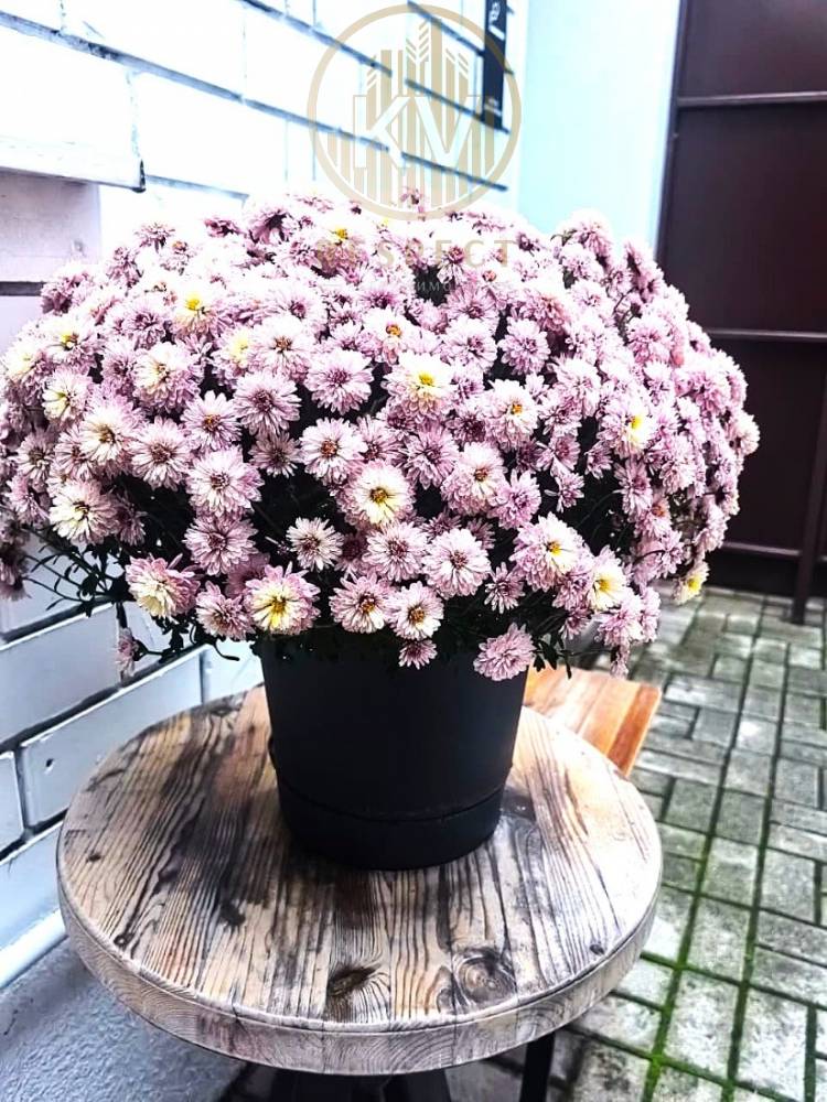 whatsapp image 2025-10-29 at 17.52.58