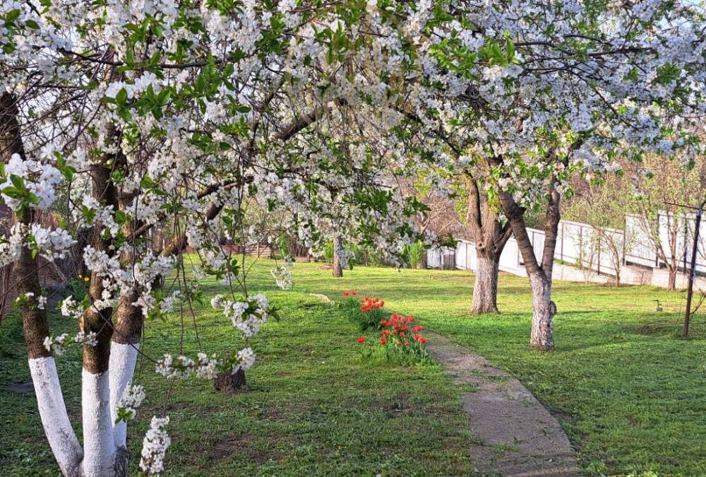 27_сад в апреле